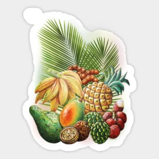 Exotic Fruits Still Life Color Pencils Art Sticker